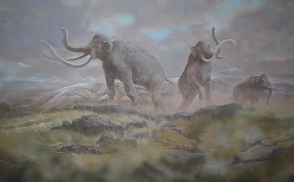 Columbian Mammoth by Stev Ominski