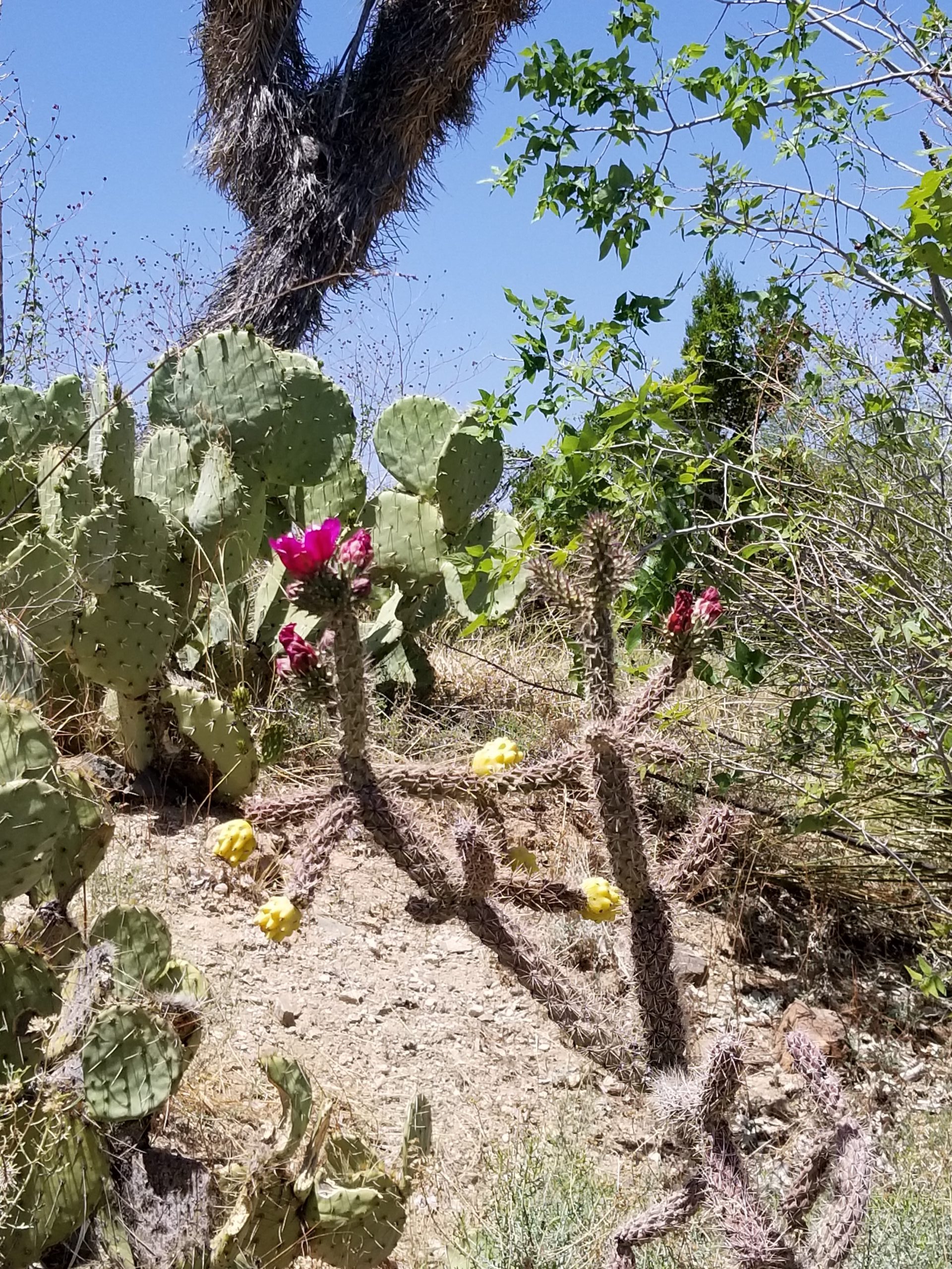 Desert Bloom